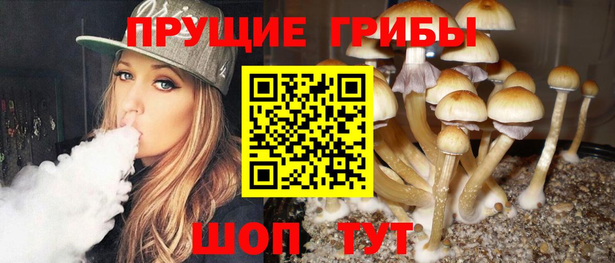 Псилоцибиновые грибы Psilocybe Ставрополь